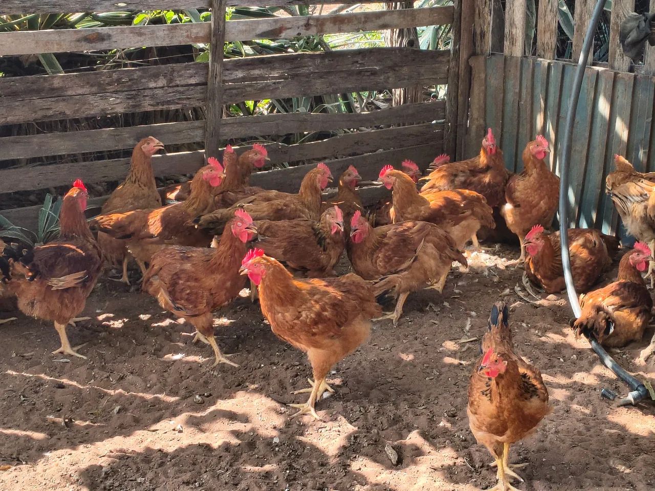 Frango a venda  - Foto 2