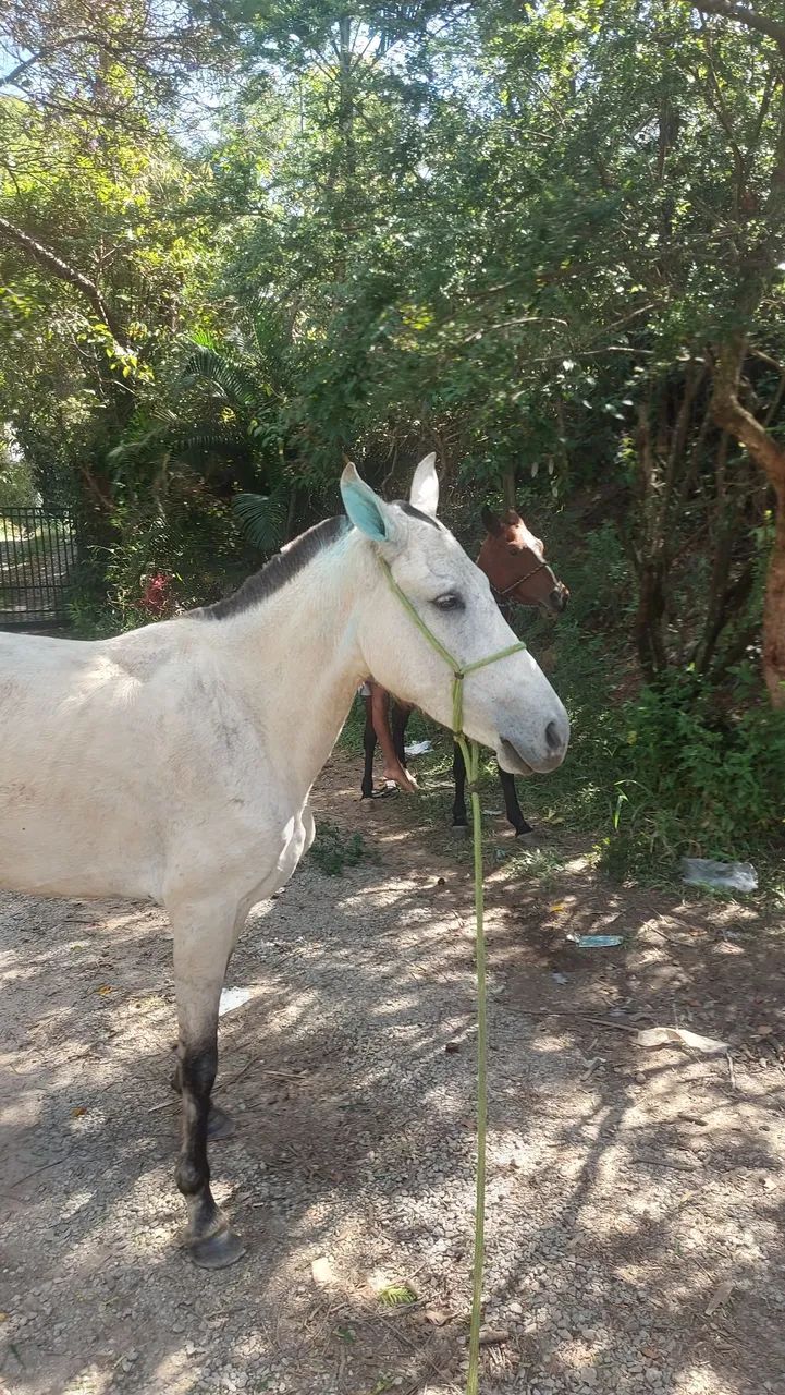 Cavalo - Foto 2