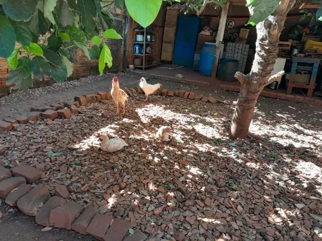 Frango caipira  - Foto 4