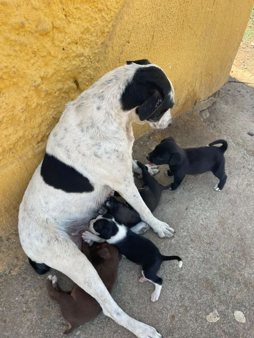 Doação - Foto 5