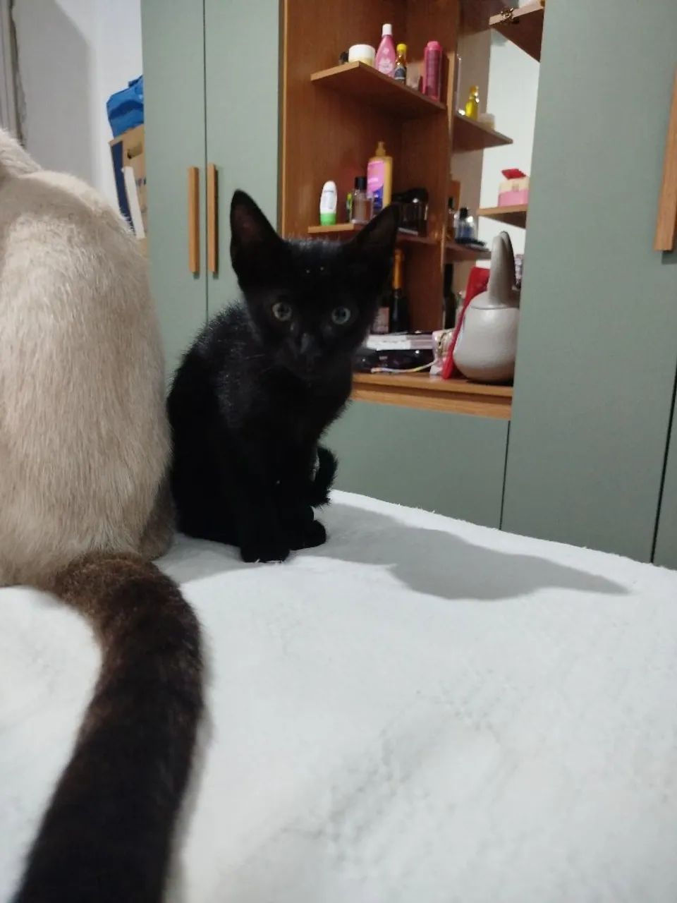 Adoção responsável  - Foto 3