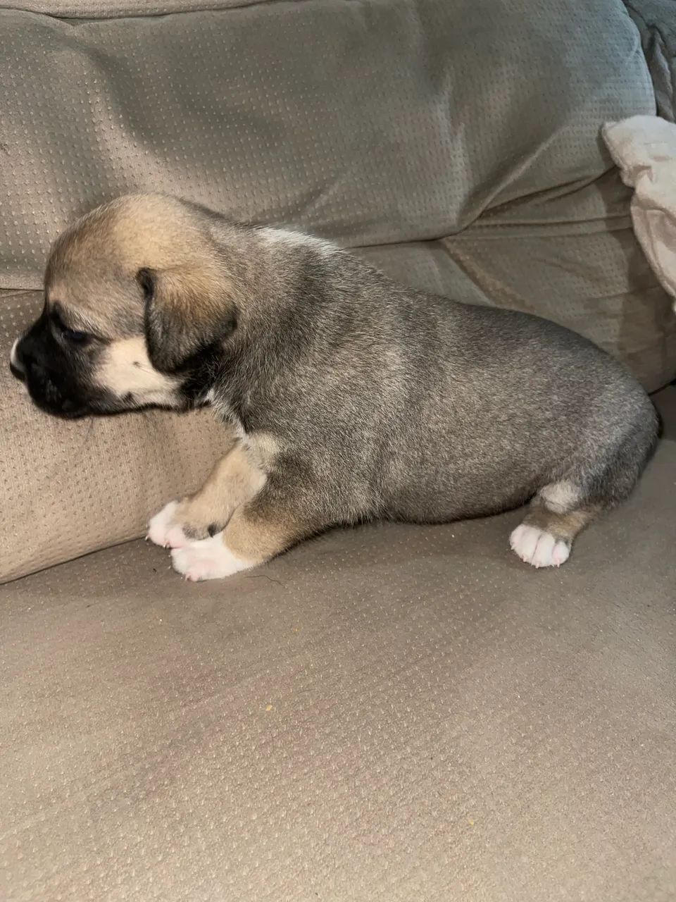 3 fêmeas para doação  - Foto 6