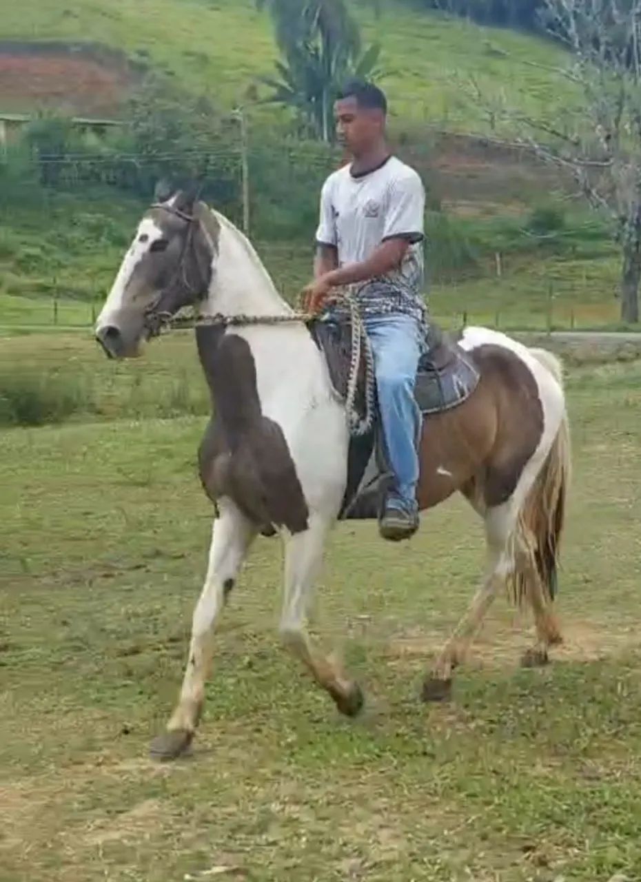 ÉGUA PAULISTA PISADEIRA - Foto 4