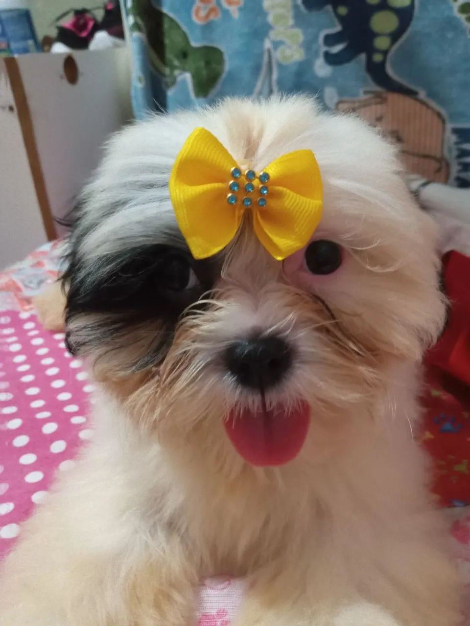Cachorro shitzu