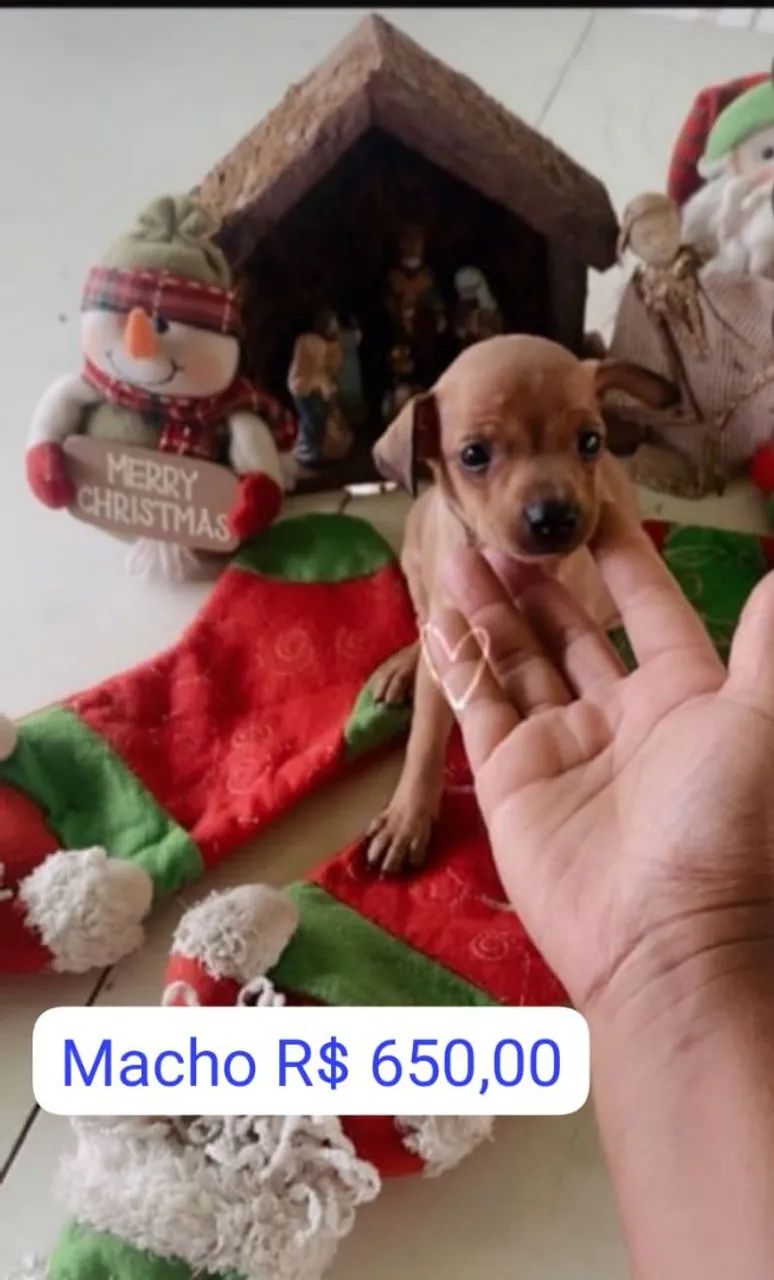 Pinscher 1 FÊMEA e 1 MACHO Tamanho 0 (ler a descrição para valores) - Foto 2