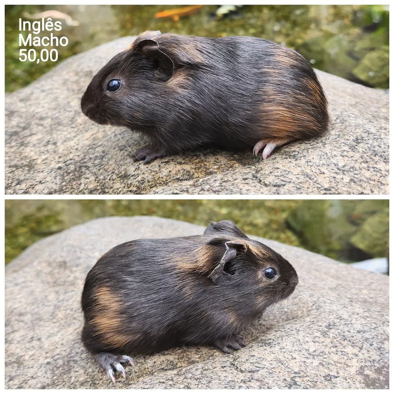 Porquinho da índia  - Foto 2