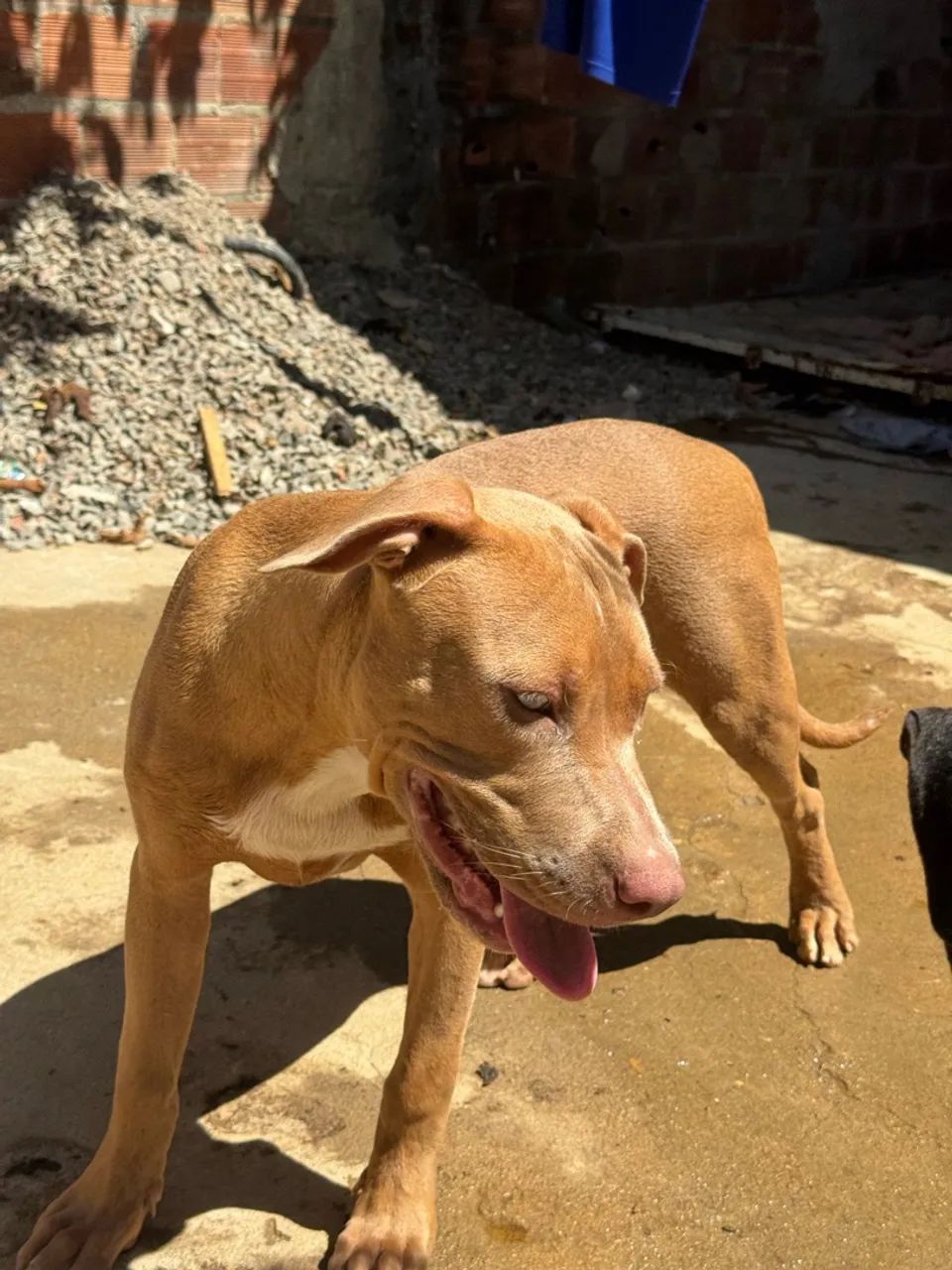 Pit bull monster  - Foto 4
