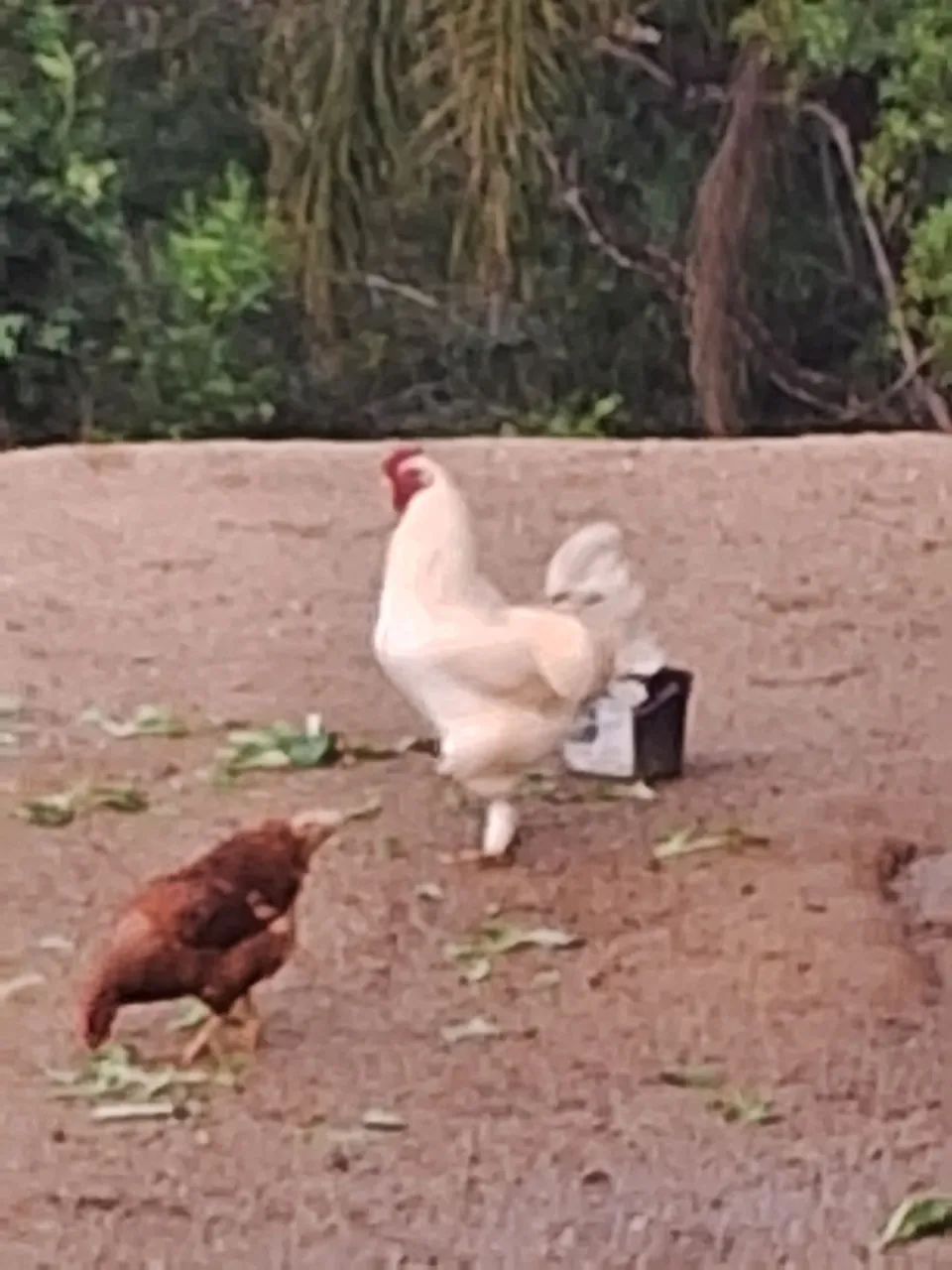 Galo Brahma - Foto 2