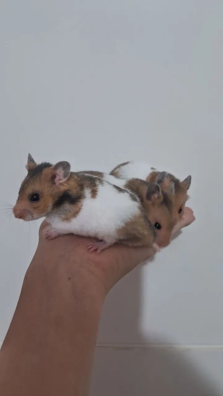 Hamster Sírio 