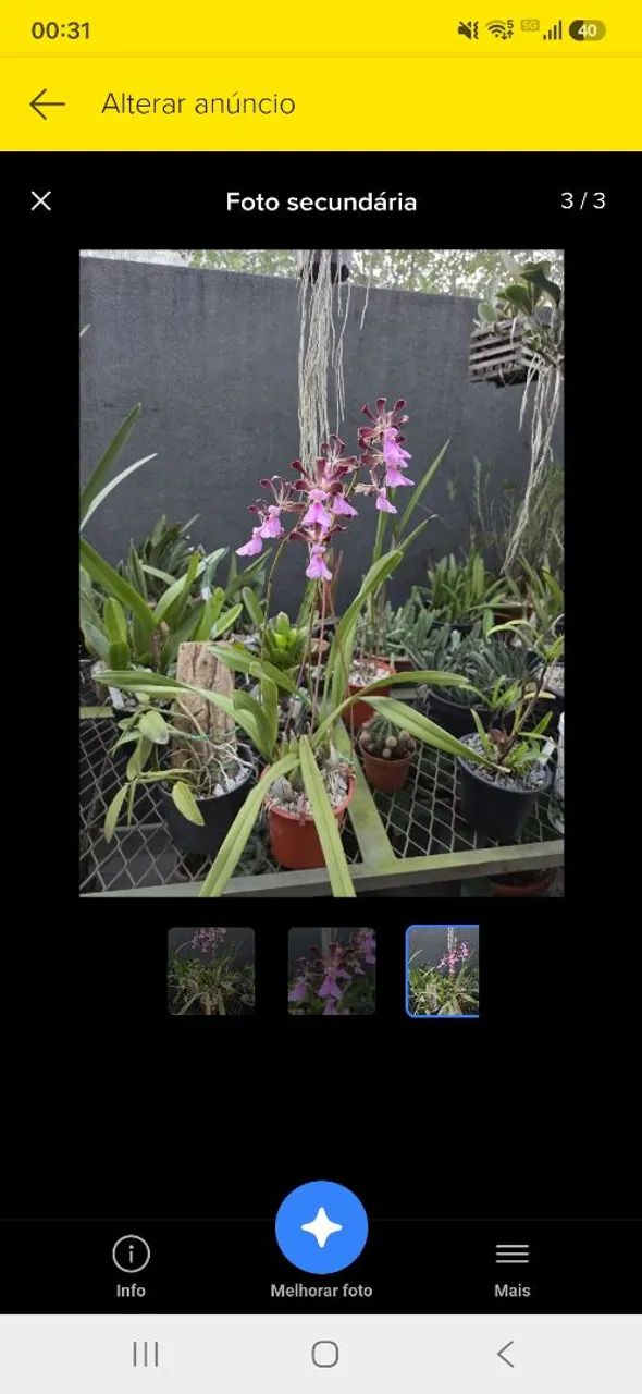 Encyclia cordigera  - Foto 2