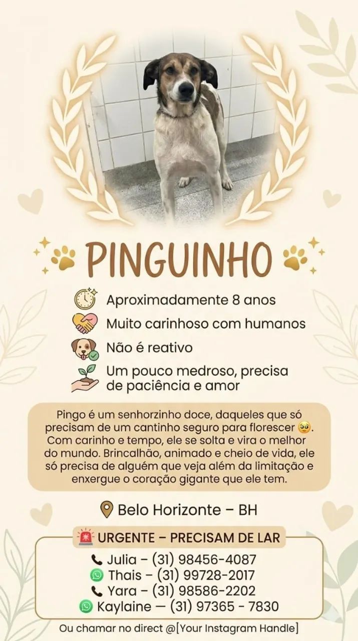 URGENTE - ADOÇÃO RESPONSÁVEL - Foto 4