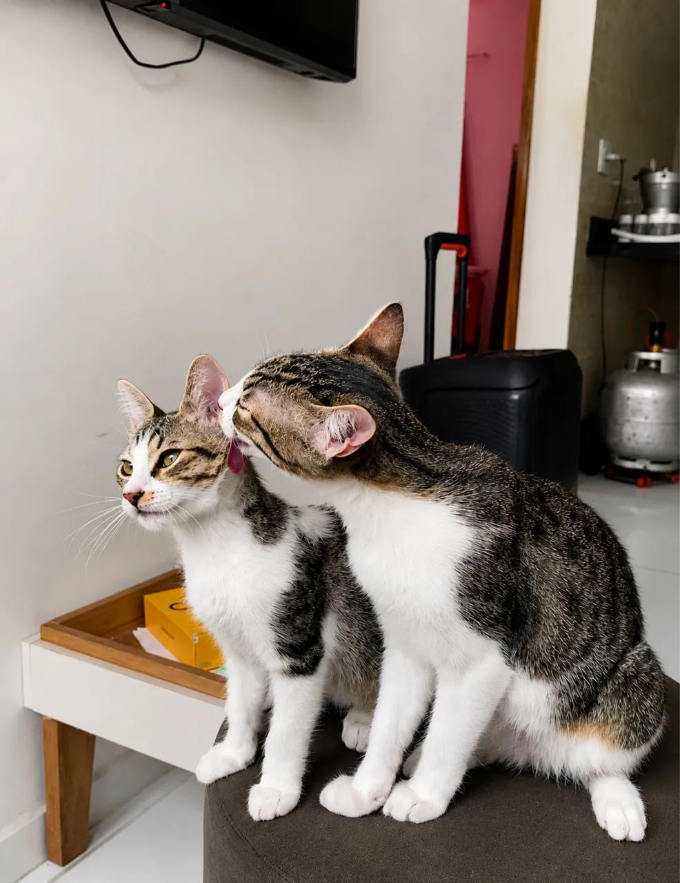 Gatos pra adoção  - Foto 3