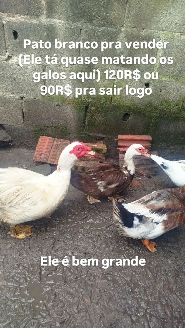 Pato para vender