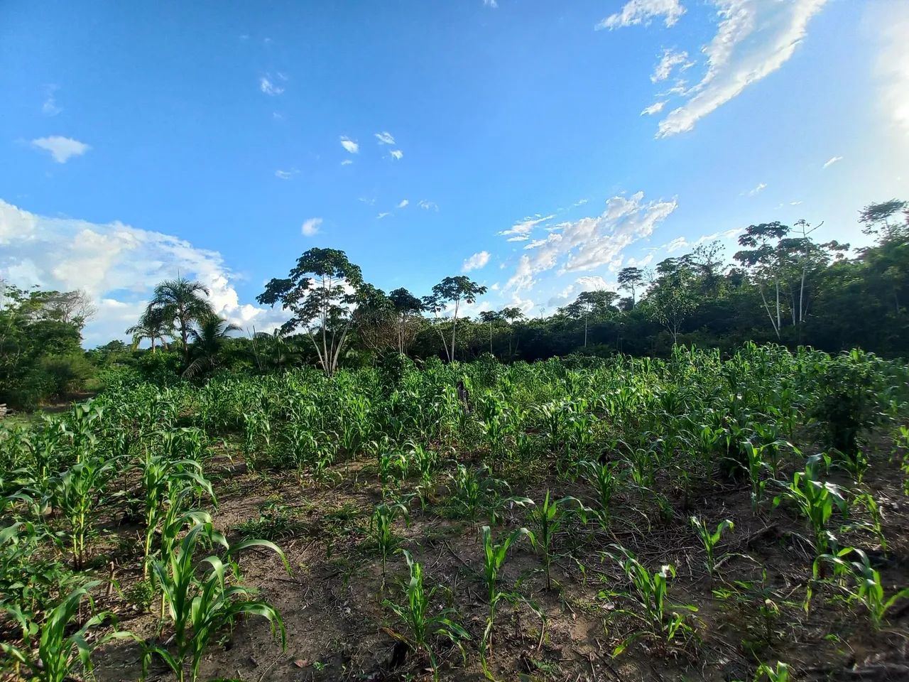Vendo Terreno com 35 hectares