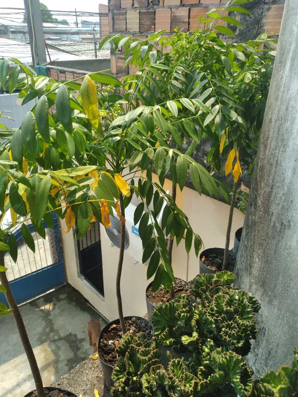 Mudas Frutíferas  - Foto 2