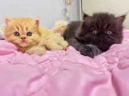Persa Amor e Carinho  - Foto 4