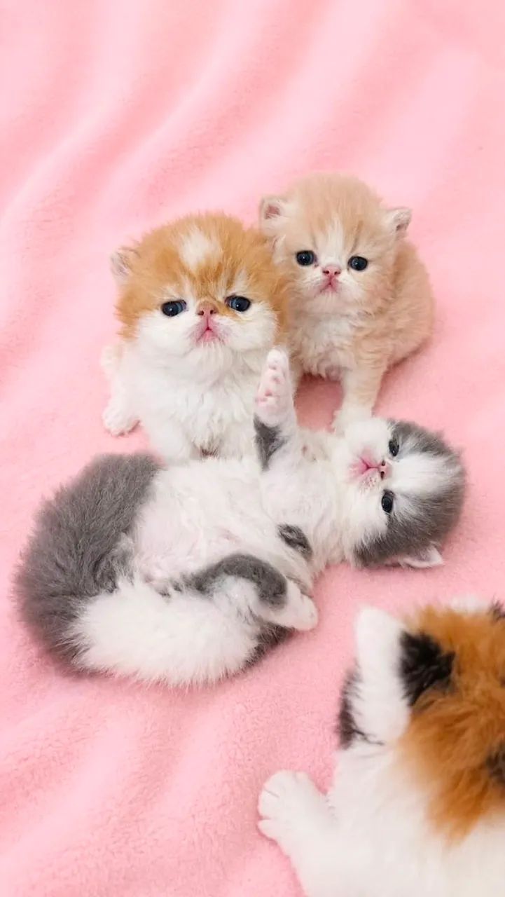 Os mais lindos e espertos gatos persas - Foto 4