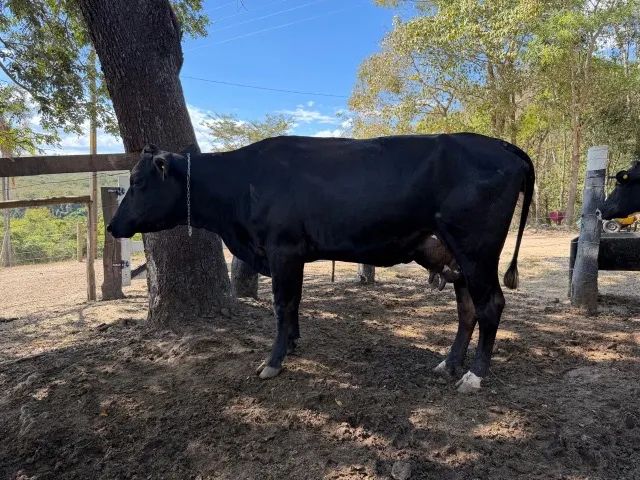 Vacas de Leite - Foto 5