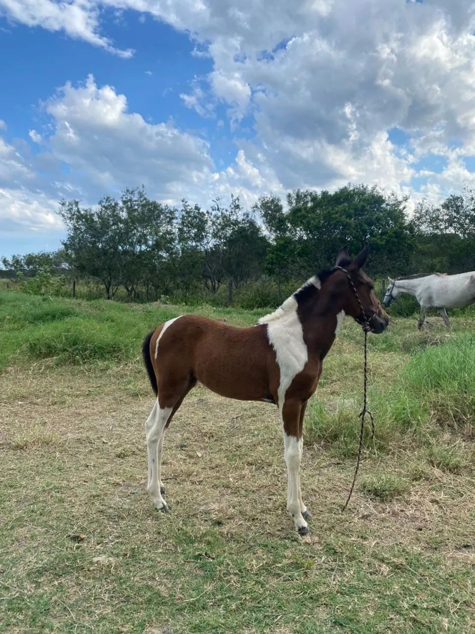 Égua parida  - Foto 5