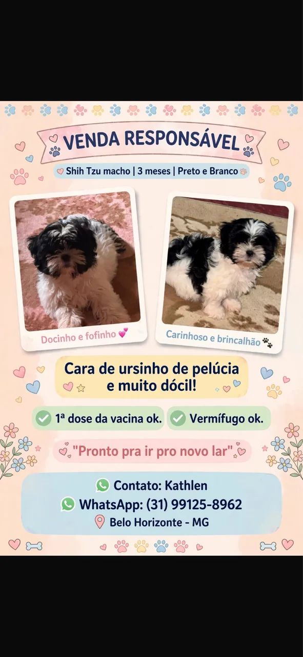 Vendo filhote shitzu macho! 