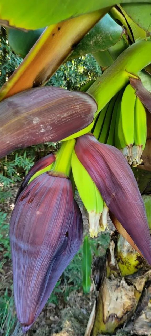 Terreno /chácara..Aceita permuta .. - Foto 4