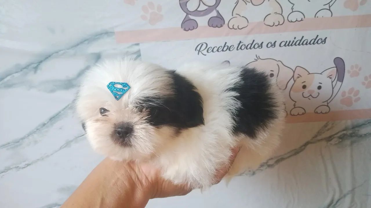 Shih tzu