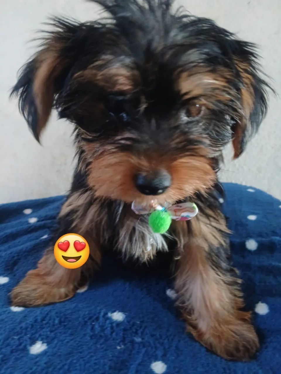 Filhote de cachorro yorkshire macho  - Foto 3