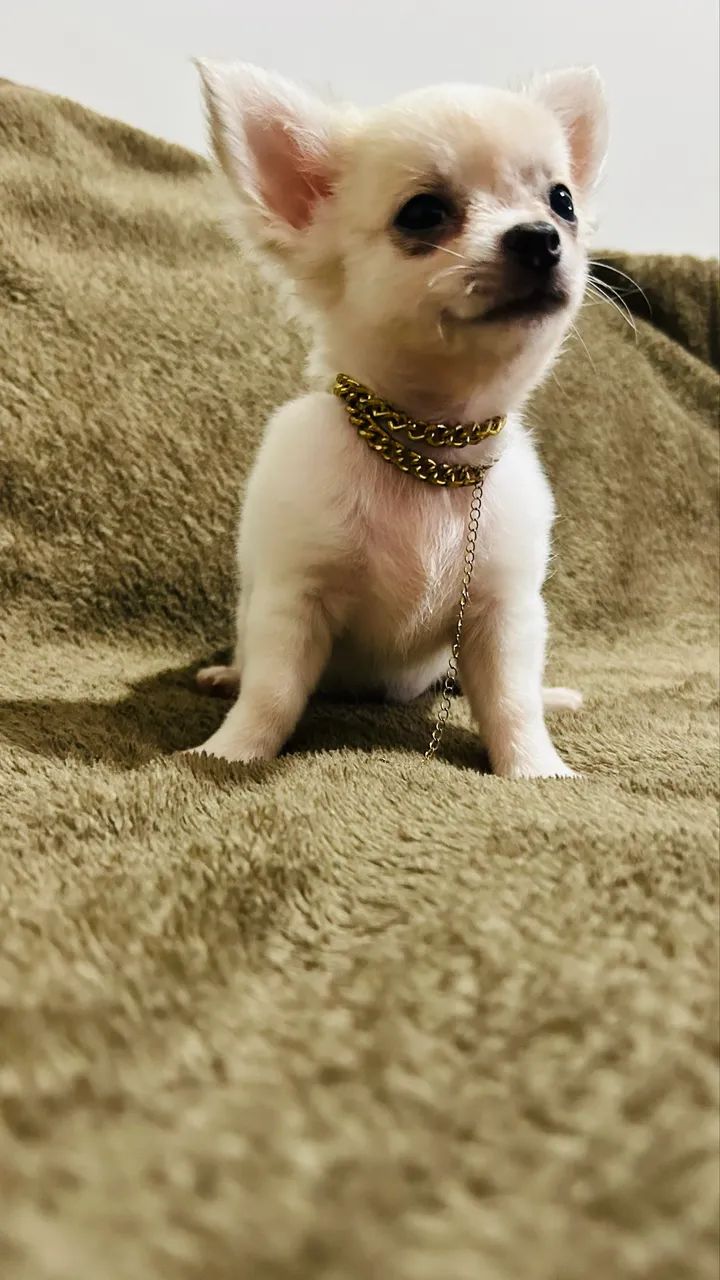 Filhote de chihuahua macho pelo longo contato; * - Foto 3