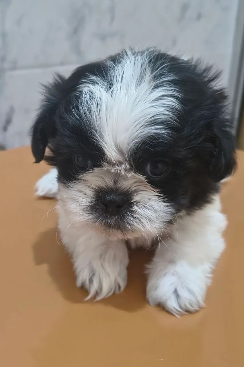 Shitzu machos disponível  - Foto 3