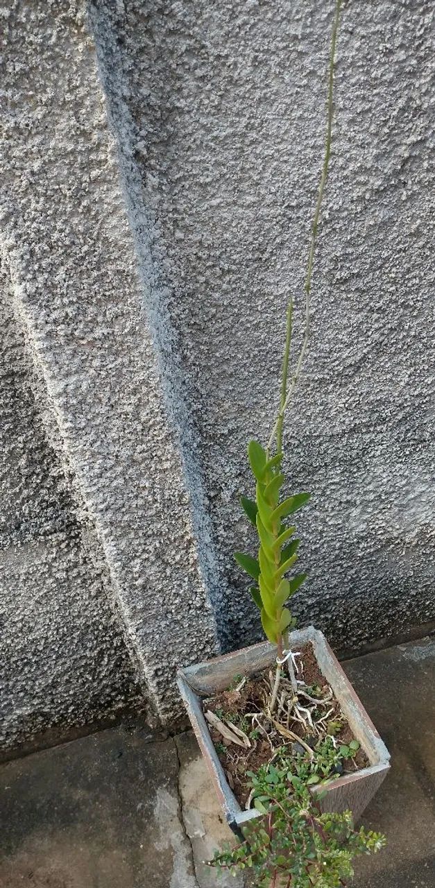 Vasode cerâmica com planta orquídea  - Foto 3