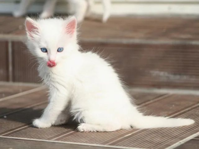 Angora Filhotes