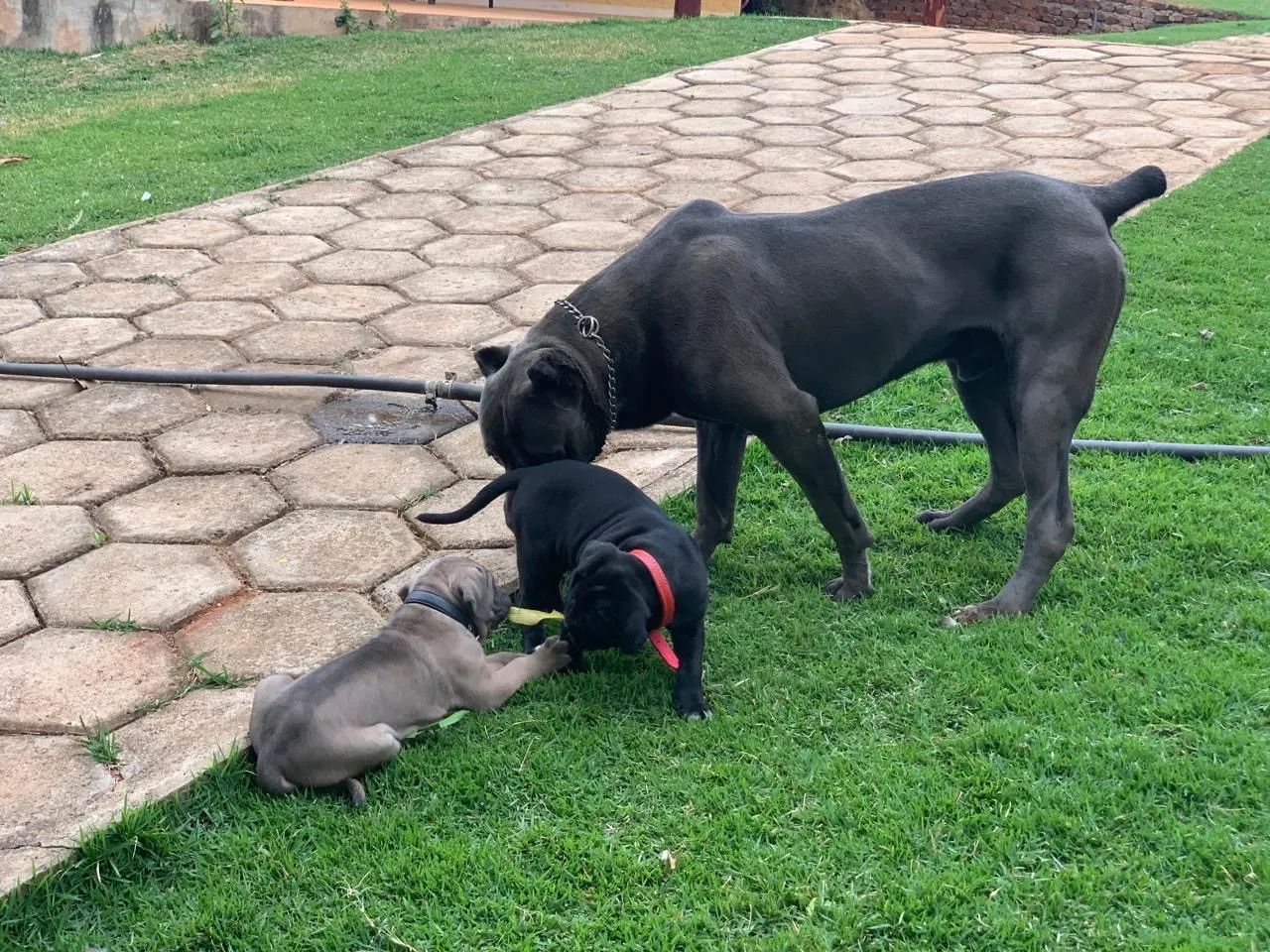 Cachorro  - Foto 5