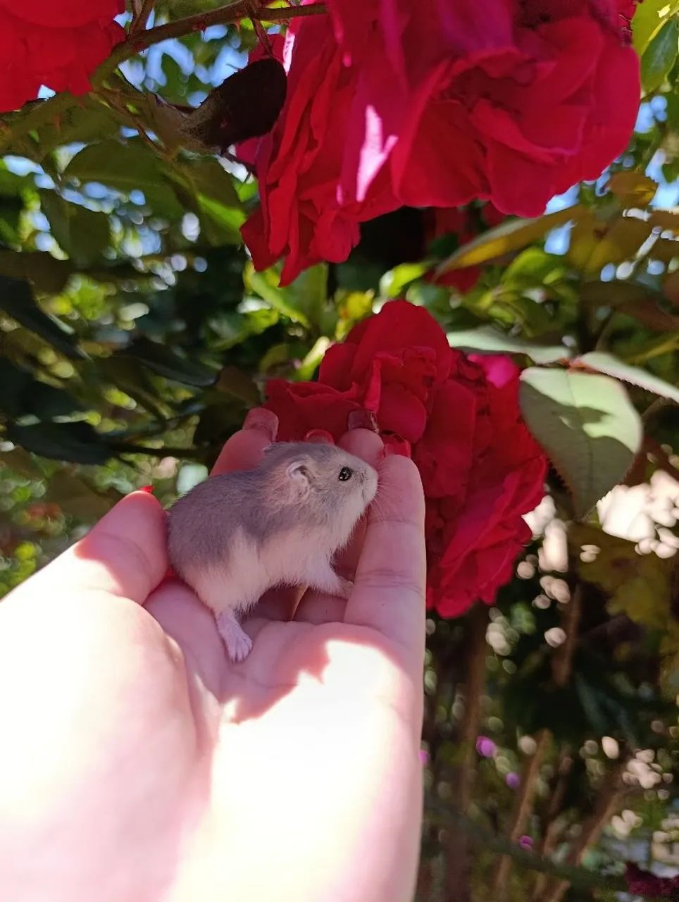 Hamster anão russo 415079680925378561