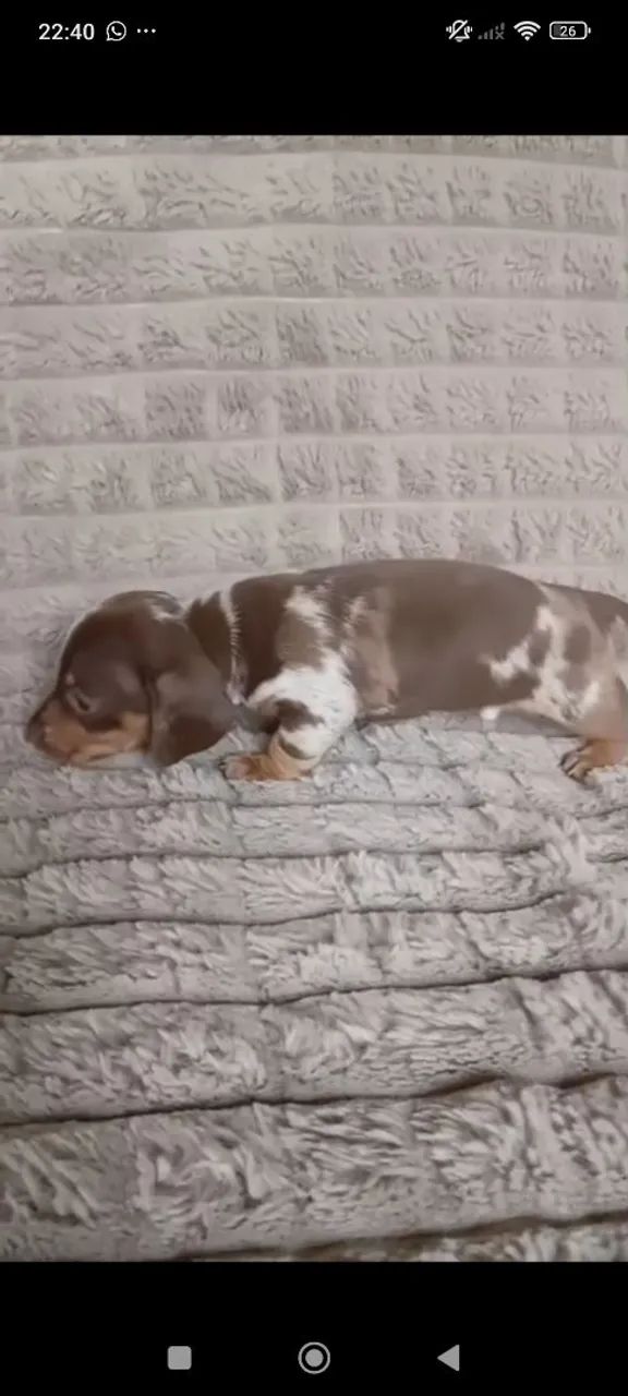 Basset macho  - Foto 2