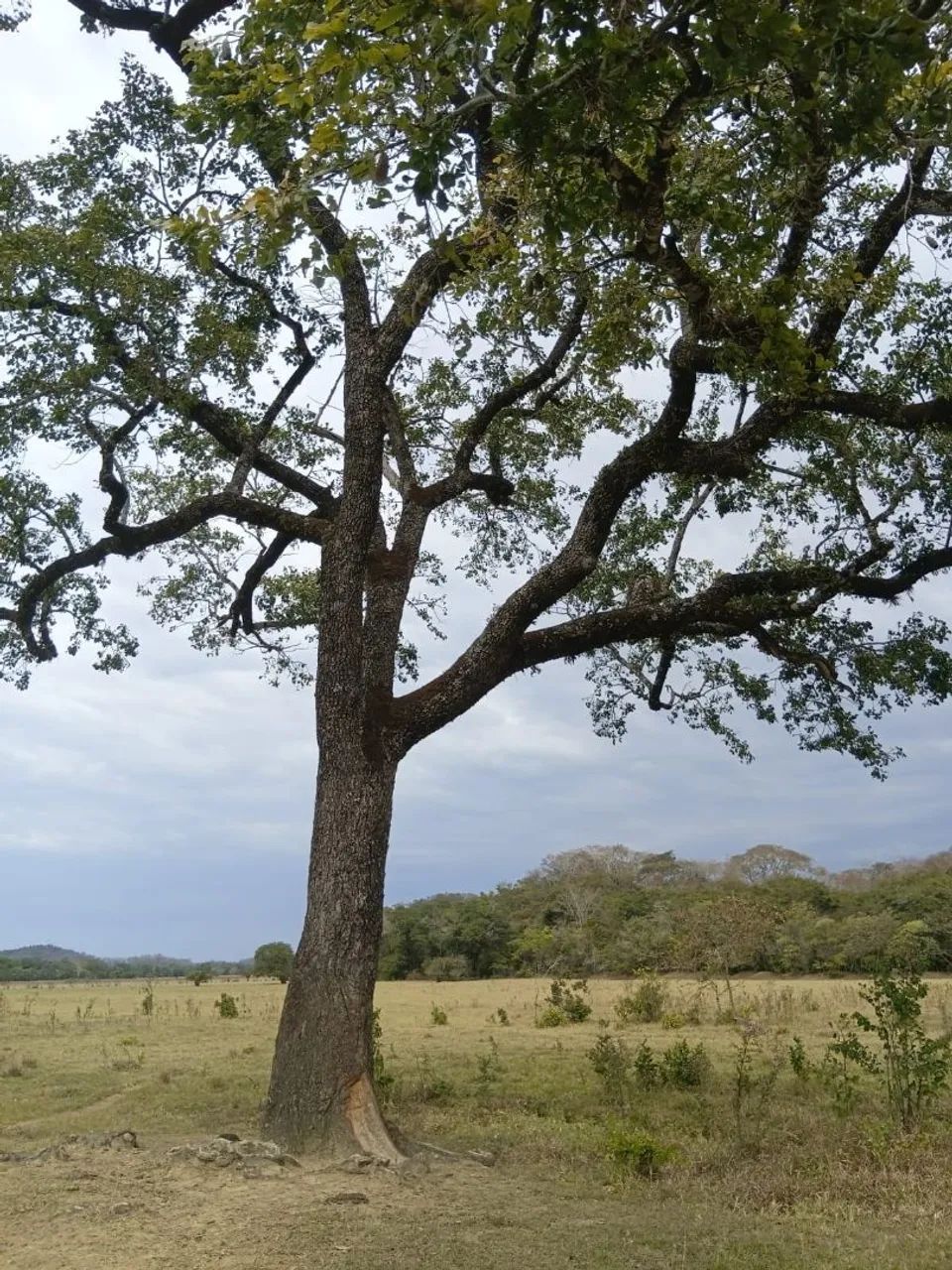 FAZENDA 53 ha EM IGUATAMA - Foto 5