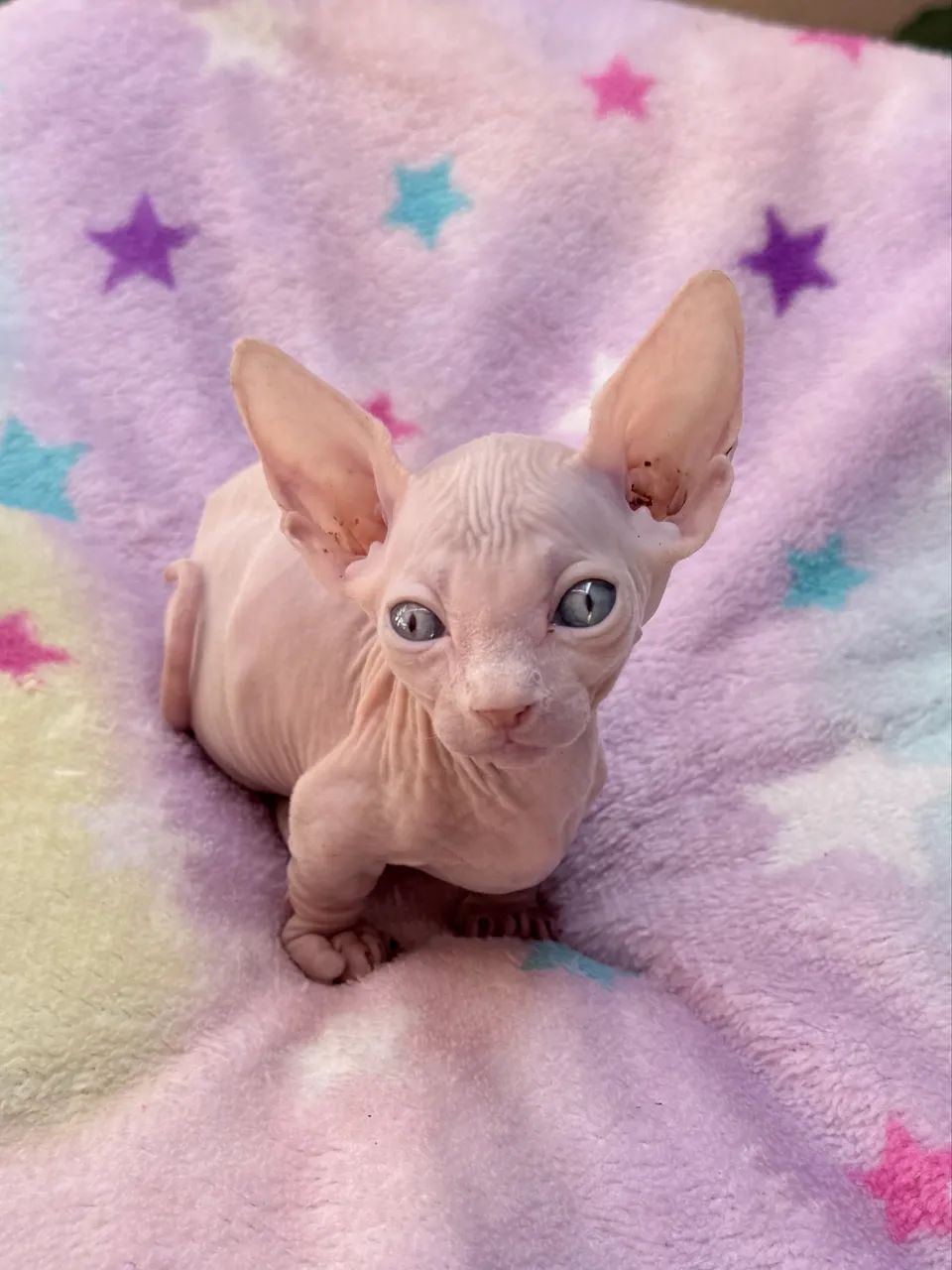 Filhotes Sphynx  - Foto 5