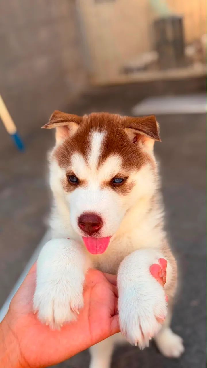 Husky siberiano  - Foto 4