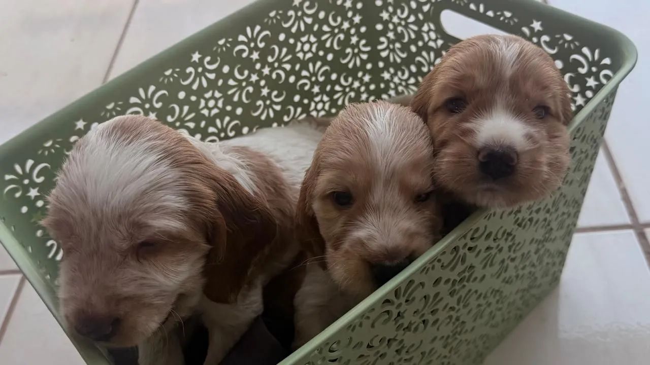 Filhotes cocker spaniel , apenas macho
