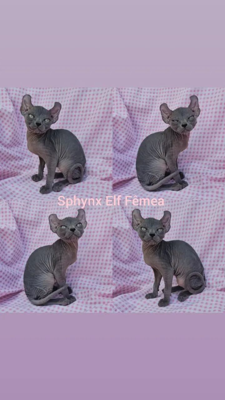Sphynx Elf Filhotes - Gatil BSB Cat  - Foto 3