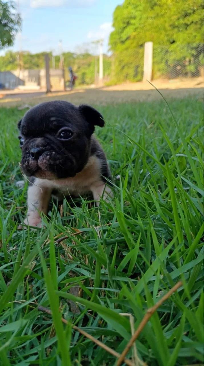 Buldogue francês  - Foto 2