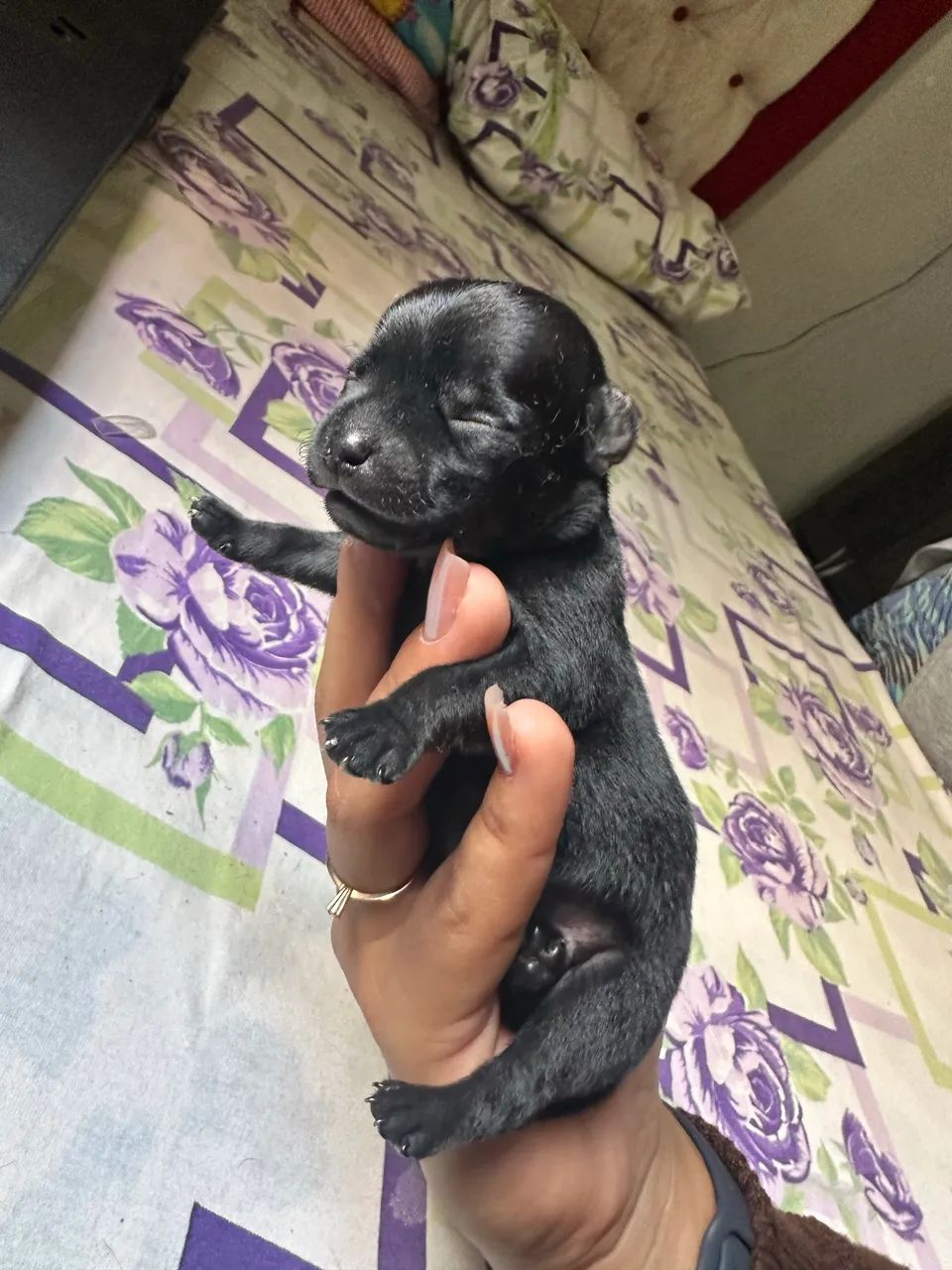 Filhote de Pinscher 1 - Foto 4