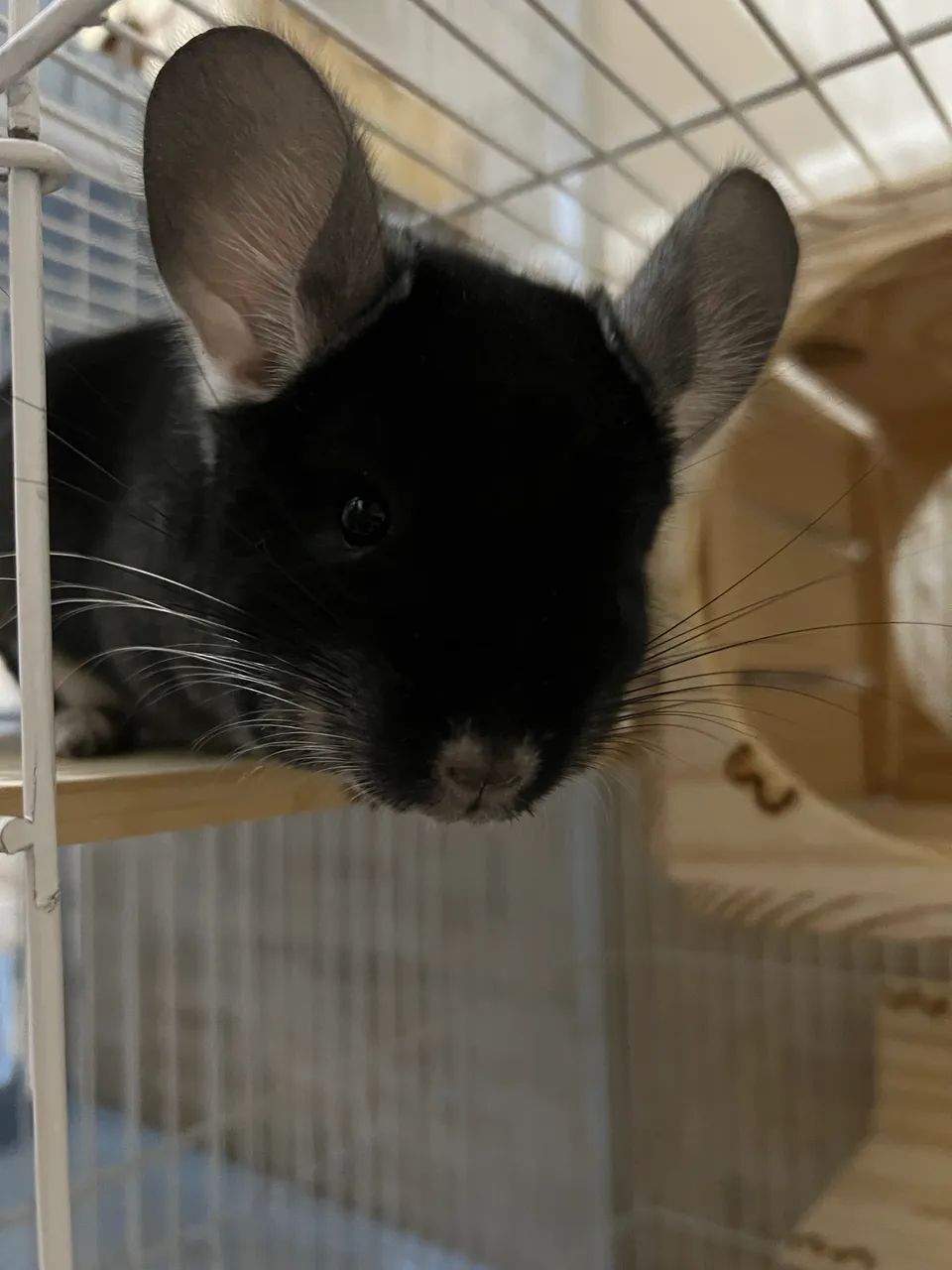 Chinchila Black Velvet Macho  - Foto 2