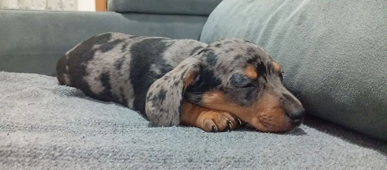Dachshund - Foto 5