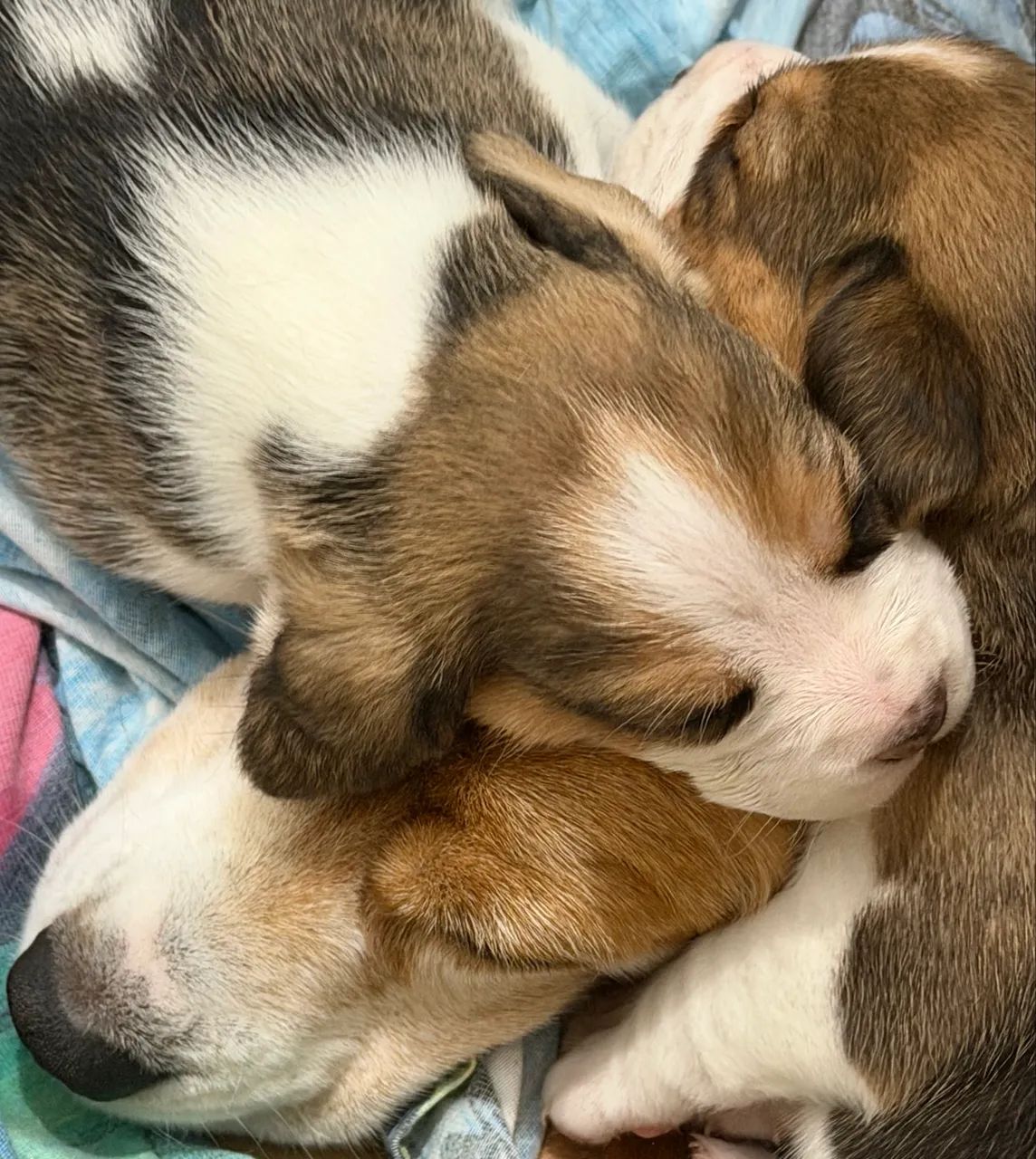 Beagle - Foto 4
