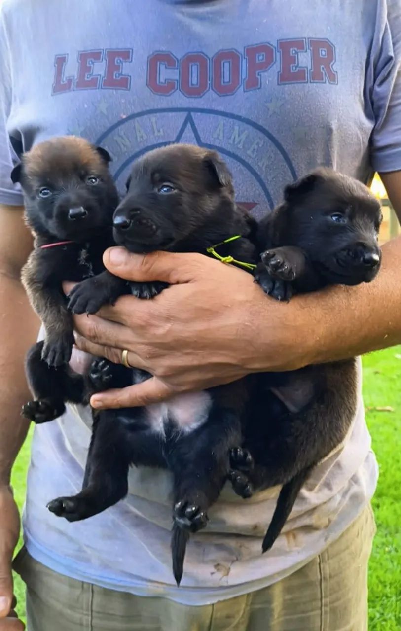 Pastor Belga Malinois - Foto 3