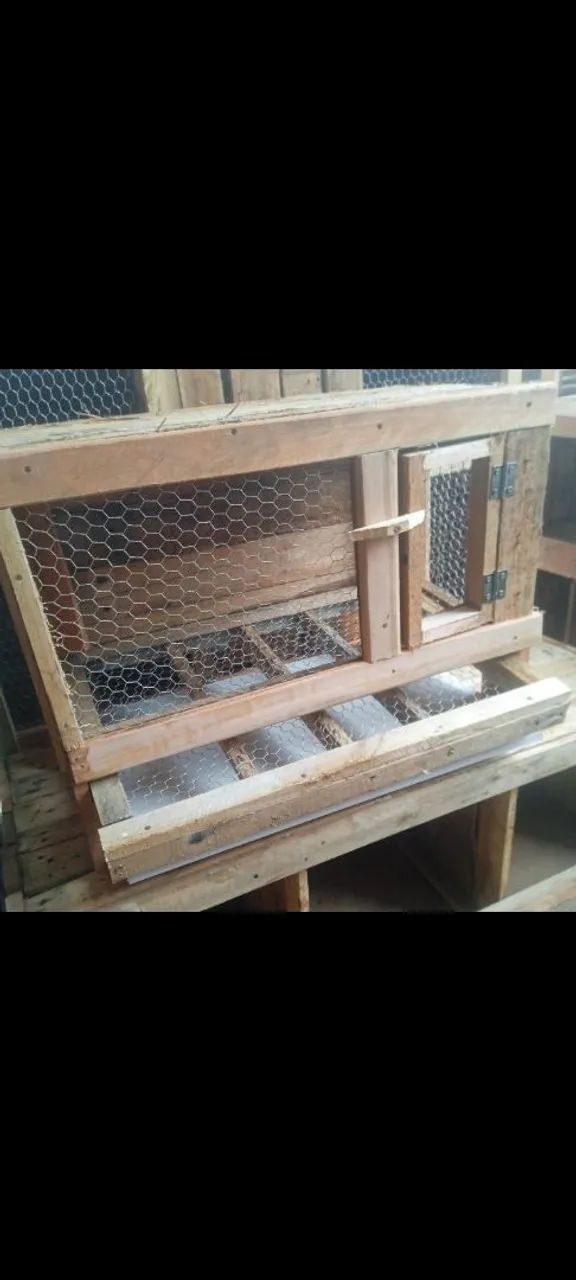 Gaiola para codornas com rolagem de ovos  - Foto 3