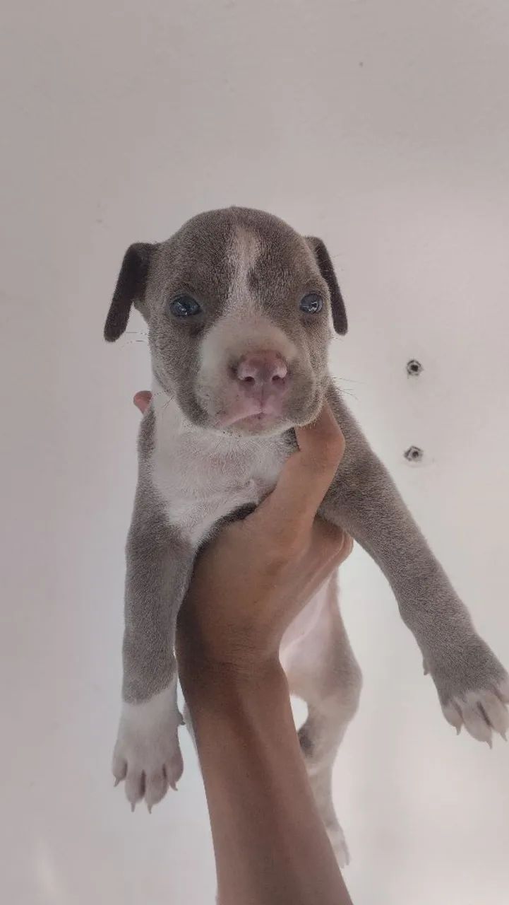 Pitbull femea