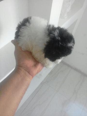 Shitzu ou lhasa ? muito parecidos mas é lhasa apso puro
