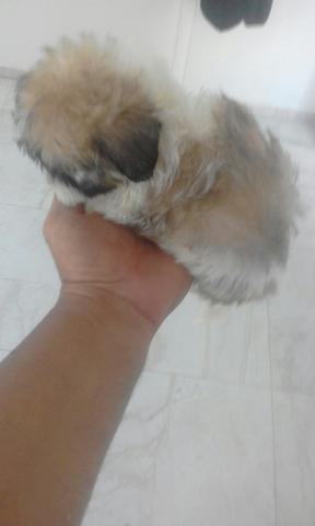 Mini shitzu micro raça pura oferta dia dos namorados