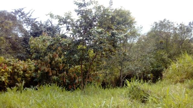Terreno Rodovia Itabuna- Ilhéus - Foto 6